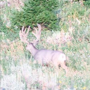 Meet your Posher, Logan